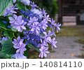 青いガクアジサイの花 140814110