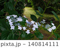 白いガクアジサイの花 140814111