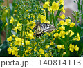 黄色い花の蜜を吸うアゲハチョウ 140814113