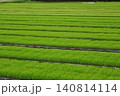 田植え前の緑の稲の苗床が広がる田園風景 140814114