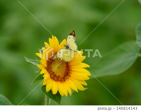 夏のヒマワリにモンキチョウ 夏のヒマワリにモンキチョウ 140814143