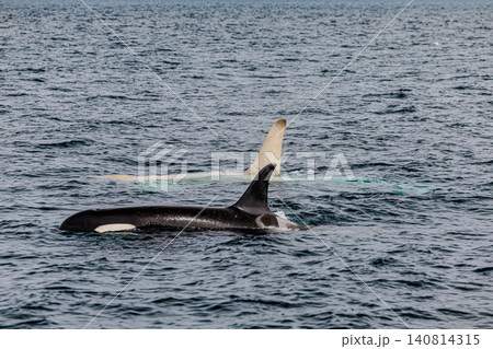 北海道羅臼の海を泳ぐ野生のシャチと珍しい白いシャチ（白変種） 140814315