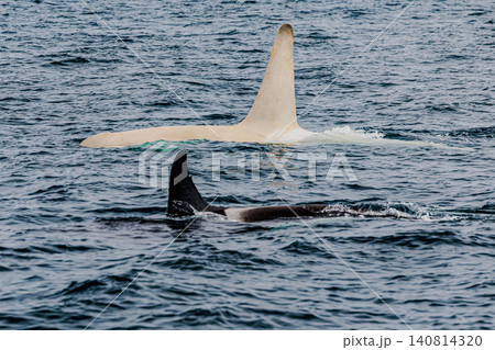 羅臼の海を泳ぐ野生のシャチ（オルカ） killer whale / orca 140814320