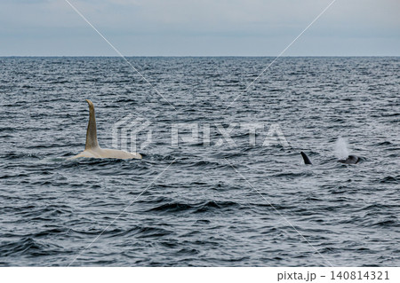 北海道羅臼の海で潮吹きをする珍しい野生の白いシャチ(白変種) 北海道羅臼の海で潮吹きをする珍しい野生の白いシャチ(白変種) 140814321