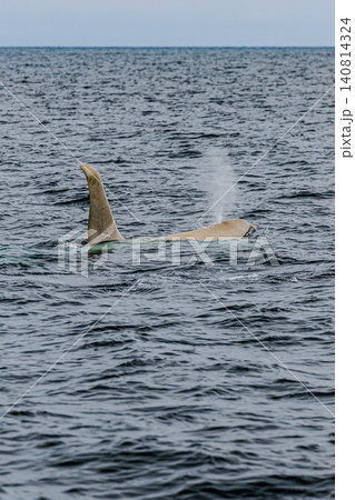 海面に突き出る大きな背びれと野生の白いシャチ（オルカ） 140814324