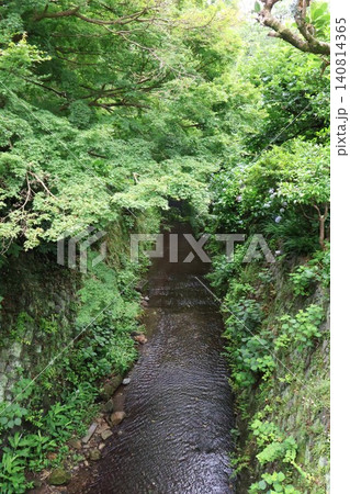 理智光寺橋から見る梅雨時の二階堂川(神奈川県鎌倉市二階堂) 理智光寺橋から見る梅雨時の二階堂川(神奈川県鎌倉市二階堂) 140814365