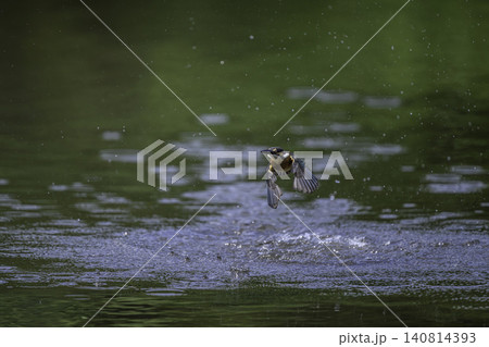水辺のカワセミ 水辺のカワセミ 140814393