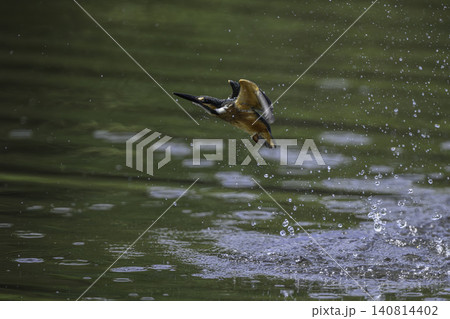 水辺のカワセミ 140814402
