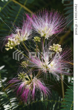 合歓の木の花 合歓の木の花 140814462
