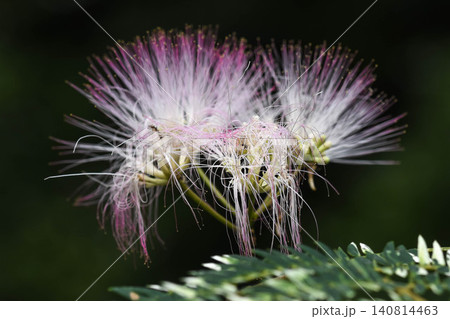 合歓の木の花 合歓の木の花 140814463
