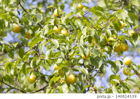 A Sun-Drenched Canopy Filled with Ripening Yellow Cherry Plums Hanging from Leafy Branches A Sun-Drenched Canopy Filled with Ripening Yellow Cherry Plums Hanging from Leafy Branches 140814539