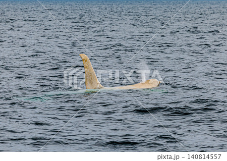 希少な野生動物・北海道羅臼沖の白いシャチ 希少な野生動物・北海道羅臼沖の白いシャチ 140814557