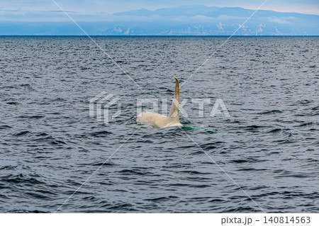 海面から背びれを覗かせて泳ぐ白いシャチの姿 海面から背びれを覗かせて泳ぐ白いシャチの姿 140814563