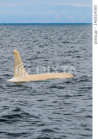 北海道羅臼の海を泳ぐ野生の白いシャチ(白変種) 北海道羅臼の海を泳ぐ野生の白いシャチ(白変種) 140814565
