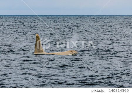クジラ目マイルカ科の希少な白変種・野生のシャチ クジラ目マイルカ科の希少な白変種・野生のシャチ 140814569