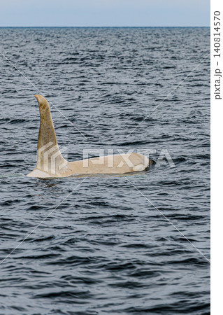 羅臼の海を泳ぐ野生の白いシャチ 羅臼の海を泳ぐ野生の白いシャチ 140814570
