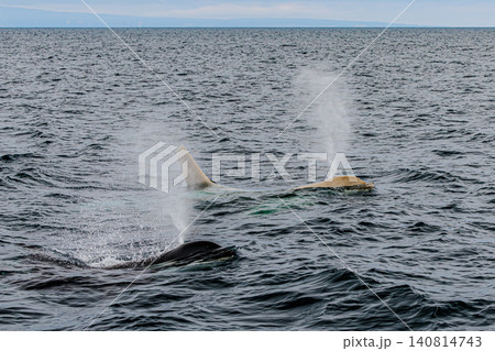 北海道の海を回遊する野生のキラーホエールと白いシャチ 北海道の海を回遊する野生のキラーホエールと白いシャチ 140814743