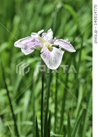 平安神宮西神苑 薄紫の花菖蒲(京都市左京区) 平安神宮西神苑 薄紫の花菖蒲(京都市左京区) 140814770