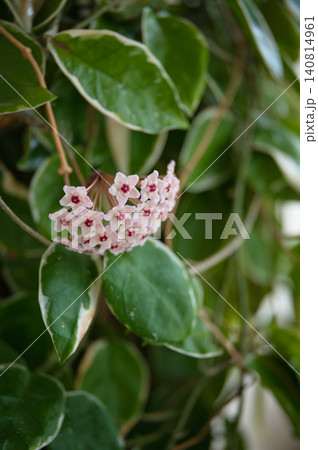 サクラランのピンク色の花 サクラランのピンク色の花 140814961