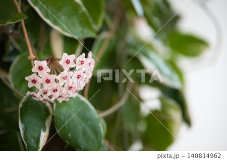 サクラランのピンク色の花 サクラランのピンク色の花 140814962