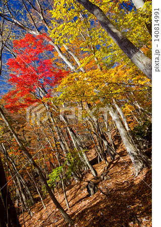 紅葉の裏妙義の登山道 紅葉の裏妙義の登山道 140814991