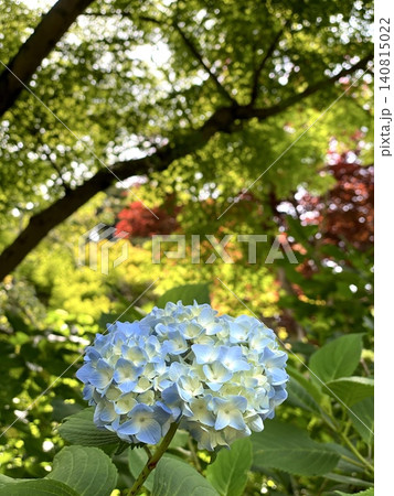 新緑に包まれた青い紫陽花(本土寺・千葉県) 新緑に包まれた青い紫陽花(本土寺・千葉県) 140815022