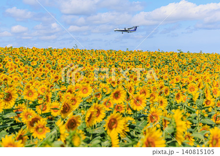 ひまわり畑の上空を飛ぶ飛行機と北海道女満別空港の夏の風景 ひまわり畑の上空を飛ぶ飛行機と北海道女満別空港の夏の風景 140815105