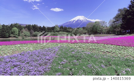 美しい芝桜と富士山 140815369