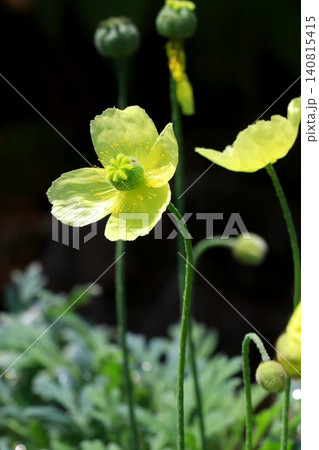 黄色いリシリヒナゲシの花 黄色いリシリヒナゲシの花 140815415