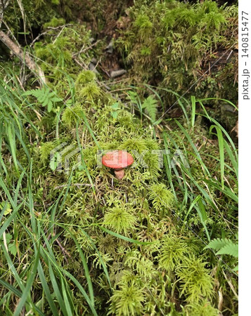 富士山の森、深い苔の絨毯から顔を出すキノボリイグチ 富士山の森、深い苔の絨毯から顔を出すキノボリイグチ 140815477