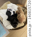 ぬいぐるみと一緒に寝る犬 140815720