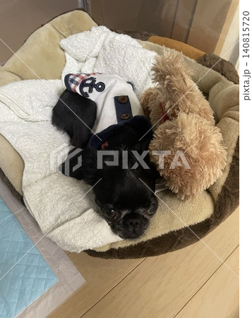 ぬいぐるみと一緒に寝る犬 ぬいぐるみと一緒に寝る犬 140815720