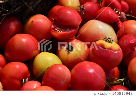 廃棄野菜(トマト)規格外野菜 フードロス問題 不良品 廃棄野菜(トマト)規格外野菜 フードロス問題 不良品 140815948