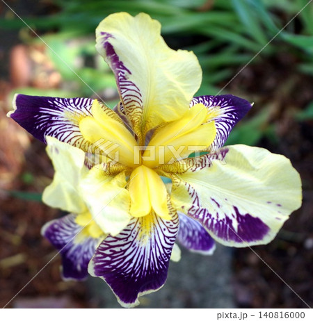 鮮やかな黄色と紫色のジャーマンアイリスの花 鮮やかな黄色と紫色のジャーマンアイリスの花 140816000
