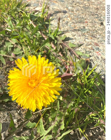 道端に力強く咲く鮮やかな黄色のタンポポの花 道端に力強く咲く鮮やかな黄色のタンポポの花 140816008