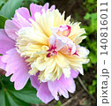 ​美しく華やかに咲いた大輪のシャクヤクの花（芍薬） 140816011