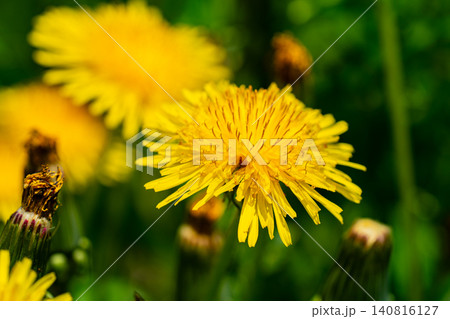 Yellow dandelion flowers Taraxacum officinale. Dandelion on spring sunny day Yellow dandelion flowers Taraxacum officinale. Dandelion on spring sunny day 140816127