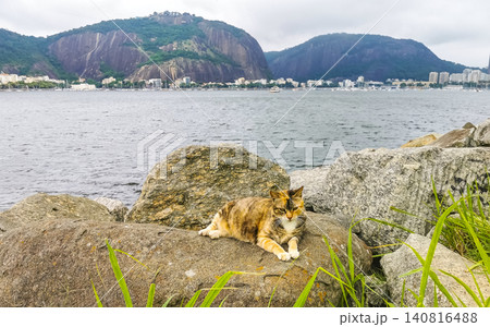 Cat lies relaxes on rock on the beach coast Brazil. 140816488