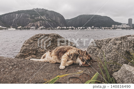 Cat lies relaxes on rock on the beach coast Brazil. 140816490