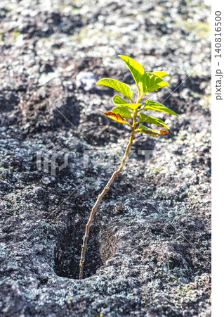 Green tropical plants flowers leaves leaf tree trees nature Brazil. Green tropical plants flowers leaves leaf tree trees nature Brazil. 140816500
