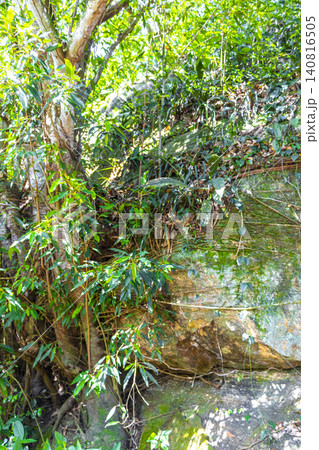 Green tropical plants flowers leaves leaf tree trees nature Brazil. Green tropical plants flowers leaves leaf tree trees nature Brazil. 140816505