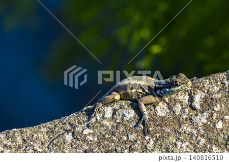 Lizard on rock in tropical rainforest Rio de Janeiro Brazil. Lizard on rock in tropical rainforest Rio de Janeiro Brazil. 140816510