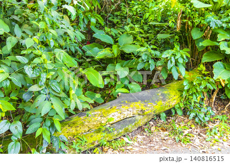 Green tropical plants flowers leaves leaf tree trees nature Brazil. 140816515