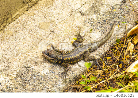 Lizard on rock in tropical rainforest Rio de Janeiro Brazil. 140816525