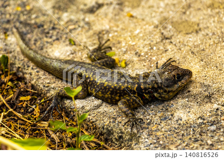 Lizard on rock in tropical rainforest Rio de Janeiro Brazil. Lizard on rock in tropical rainforest Rio de Janeiro Brazil. 140816526
