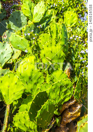 Cactus and cacti plants in tropical nature in Brazil. Cactus and cacti plants in tropical nature in Brazil. 140816588