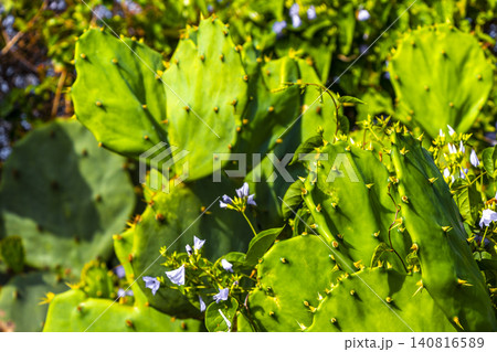 Cactus and cacti plants in tropical nature in Brazil. 140816589
