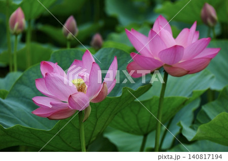 ピンクの寄り添う古代蓮の花のある蓮池　埼玉県浦和暮らしの博物館 140817194