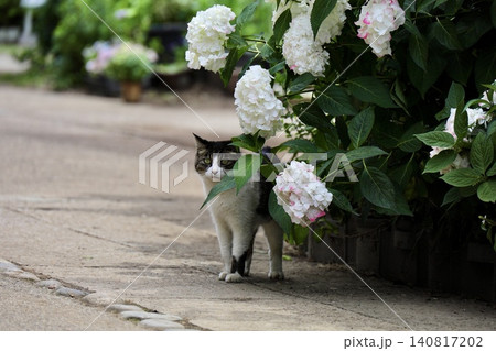 紫陽花の影からチラ見する野良猫 紫陽花の影からチラ見する野良猫 140817202