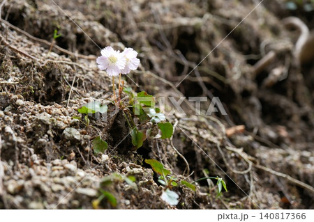 春の山岳エリアの斜面に可憐に咲く淡いピンク色のイワウチワの花 140817366
